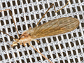 Erioptera lutea